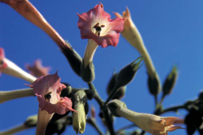 Blüten einer Pflanze für kubanischen Schwarztabak.