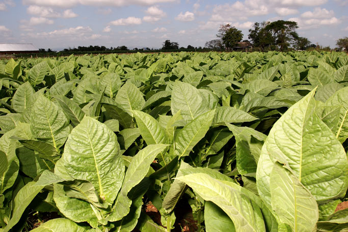 Freiluft-Tabakplantage