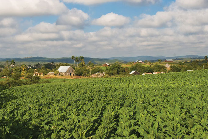 Freiluft-Tabakplantage