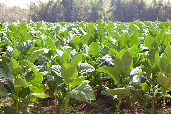 Festival del Habano Havanna, Kuba - Tabakfeld