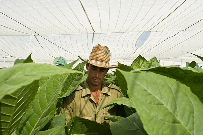 Cubanische Tabakplantaschen