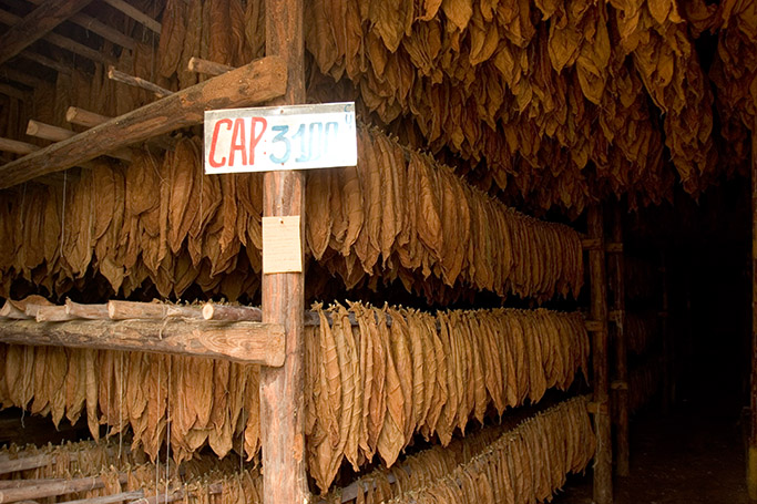 Cubanische Tabakplantaschen