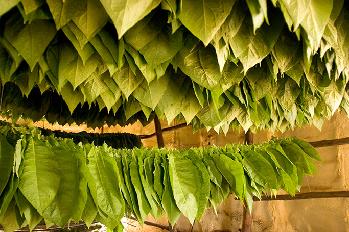 Cubanische Tabakplantaschen