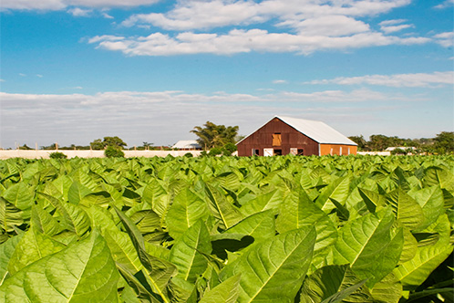 Tabakfeld in Cuba