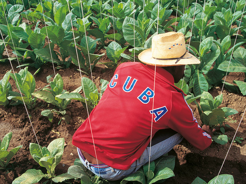 Landarbeiter in rotem „Cuba“-Trikot bei der Ernte auf einem Tabakfeld